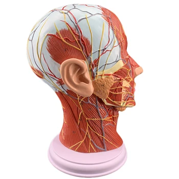 Ljudska lubanja s mišićima, živcima i krvnim krvnim žilama, model facijalnog živca, микропластическая kirurgija, анатомическая model - Slika 1  