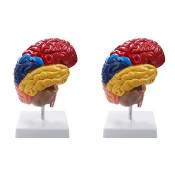 2X Анатомическая model mozga Anatomija 1: 1 Pola moždanog debla Trening laboratorijski pribor - Slika 1  