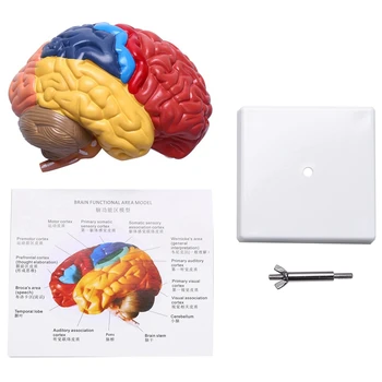 2X Анатомическая model mozga Anatomija 1: 1 Pola moždanog debla Trening laboratorijski pribor - Slika 2  