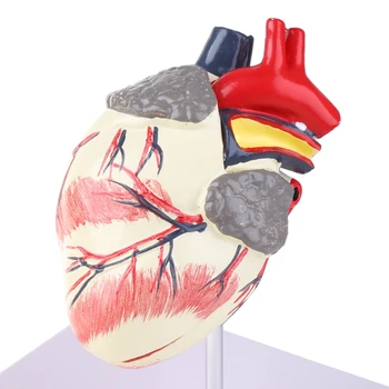 Анатомическая model srca psa, istraživanje organa za kućne ljubimce, nastava znanstvene pomoći, obrazovne studije - Slika 1  