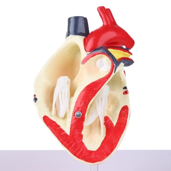 Анатомическая model srca psa, istraživanje organa za kućne ljubimce, nastava znanstvene pomoći, obrazovne studije - Slika 2  